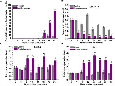 The LcKNAT1-LcEIL2/3 Regulatory Module Is Involved in Fruitlet Abscission in Litchi